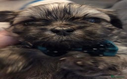 Shih Tzu dogs for sale: Shitz shu puppies  - Image 6