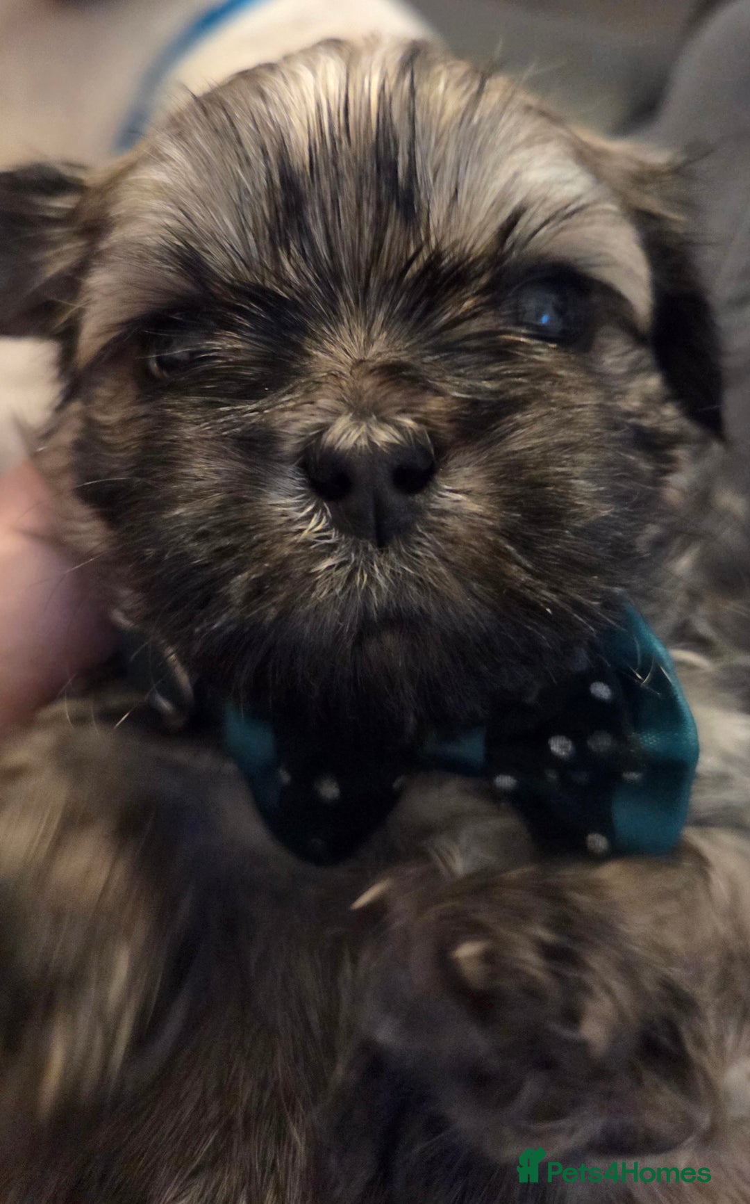 Shih Tzu dogs for sale: Shitz shu puppies  - Image 6