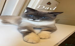British Shorthair cats for sale: British shorthair kittens - Image 2