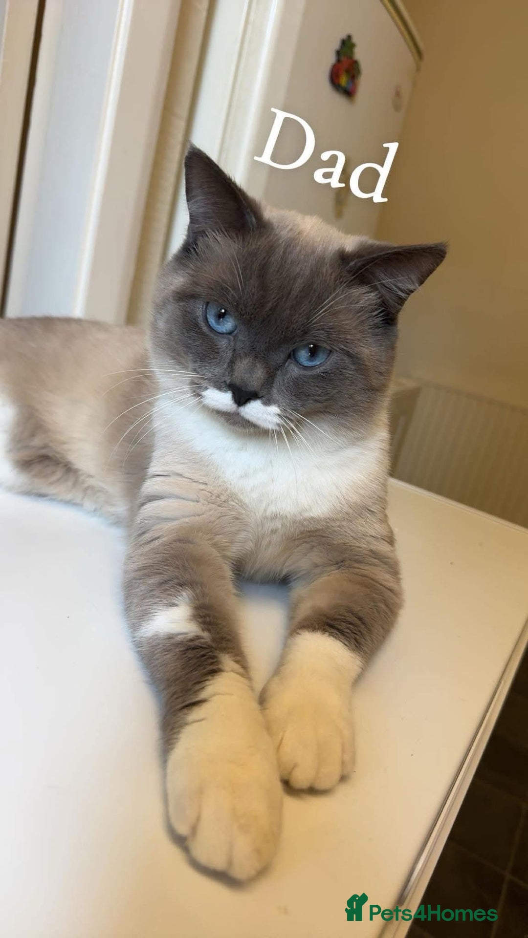 British Shorthair cats for sale: British shorthair kittens - Image 2
