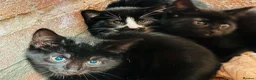 Mixed Breed cats for sale: Kittens  - Advert 5
