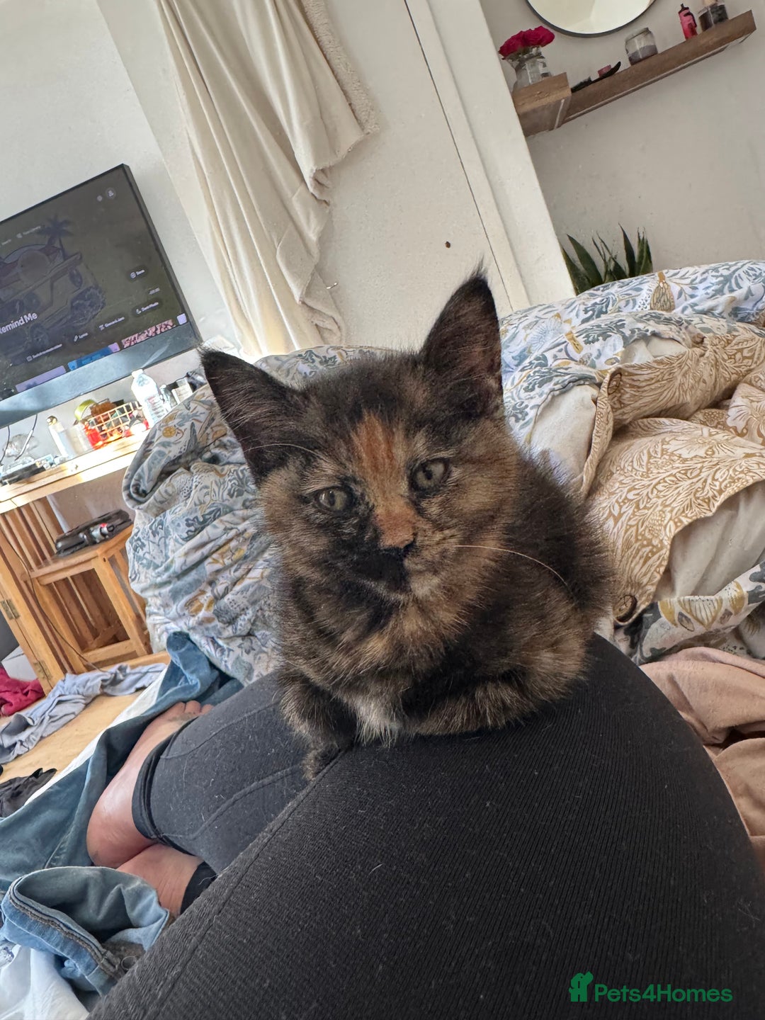 British Shorthair cats for sale: Adorable 11 week old female calico  - Advert 3