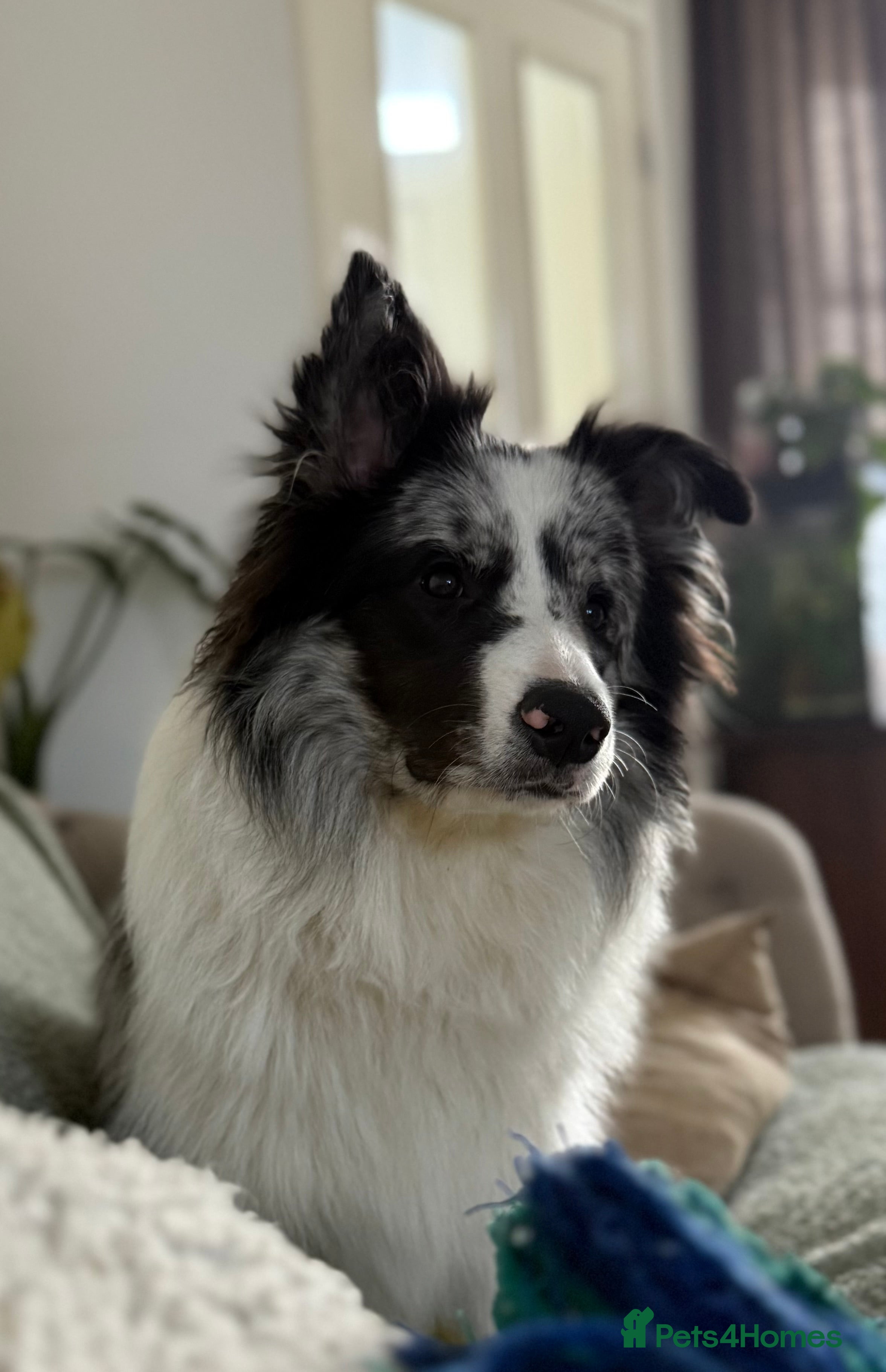 Border Collie dogs 9 Month old KC Reg, Show Line, Male Border Collie - Advert 1