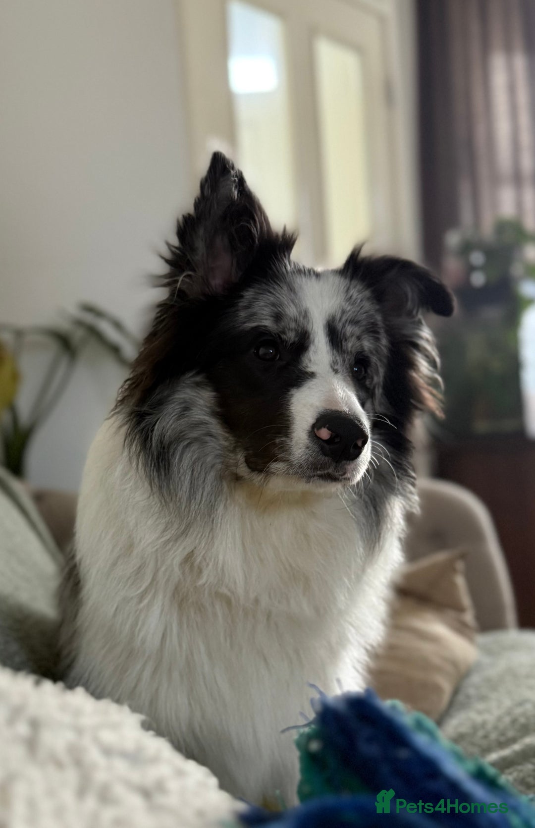 Border Collie dogs for sale: 9 Month old KC Reg, Show Line, Male Border Collie - Advert 1