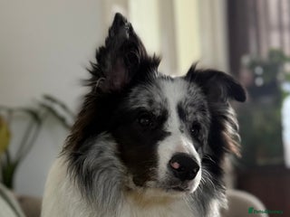 Border Collie dogs 9 Month old KC Reg, Show Line, Male Border Collie - Advert 1