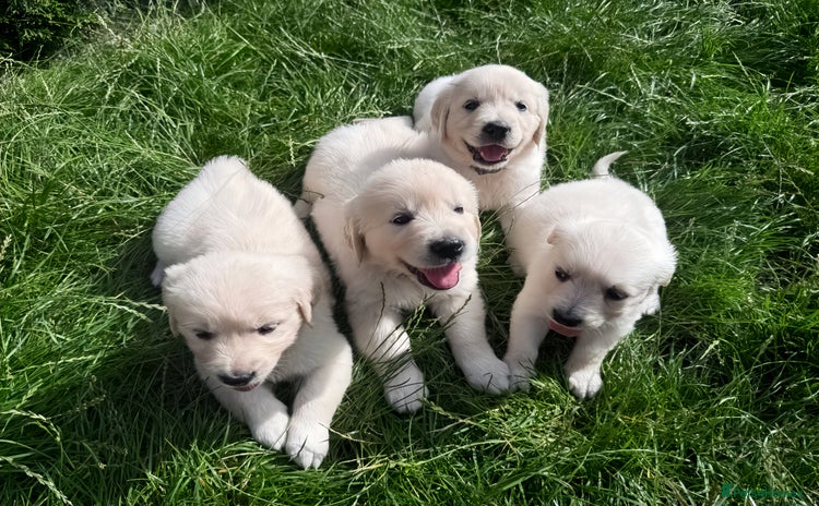 Golden Retriever dogs - Advert 1
