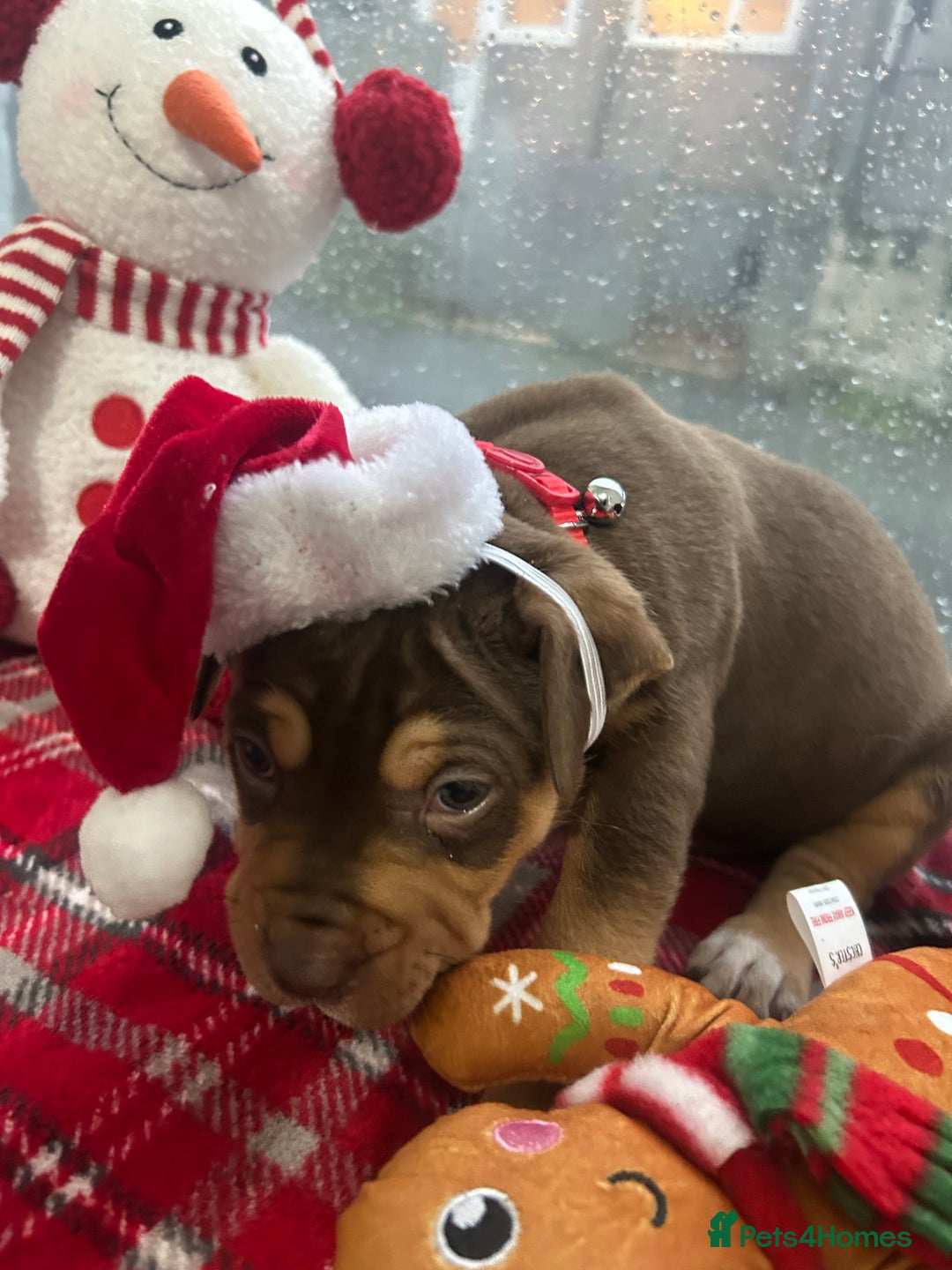 Mixed Breed dogs for sale: A beautiful litter of Rottweiler/staff/mastiffs - Advert 33