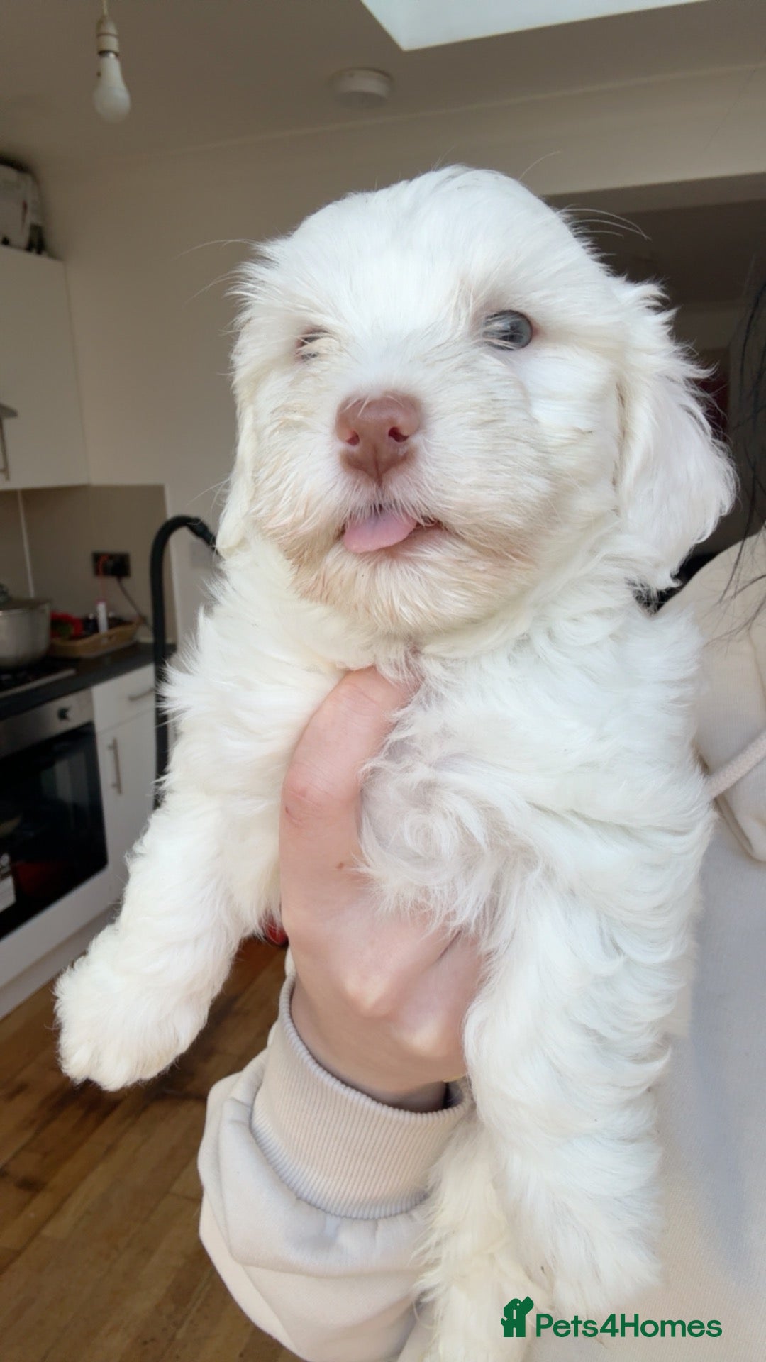Bichon Frise dogs Beautiful bichon puppies  - Advert 1