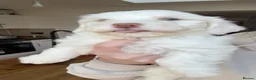 Bichon Frise dogs for sale: Beautiful bichon puppies  - Advert 1