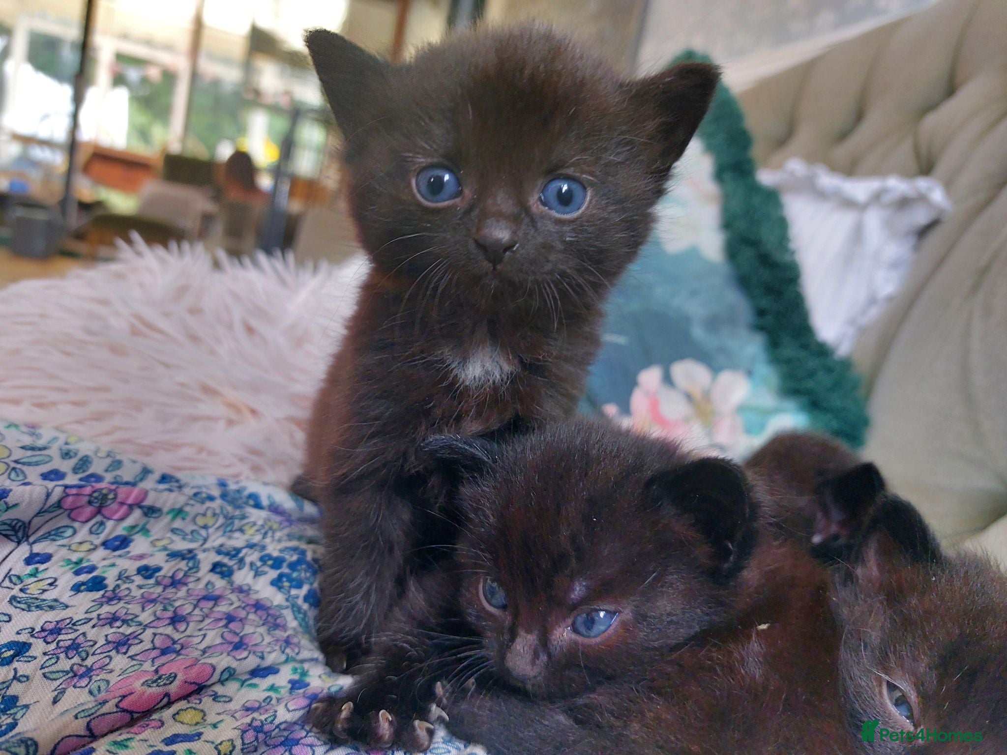Mixed Breed cats Beautiful Blue-Eyed Kittens - Advert 15