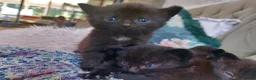 Mixed Breed cats for sale: Beautiful Blue-Eyed Kittens - Advert 1