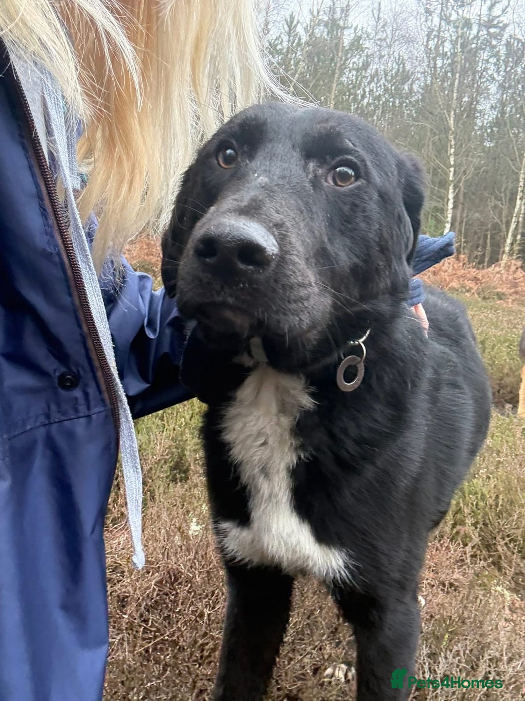 Mixed Breed dogs for adoption: Sisco - Norwich Norfolk  - Advert 1