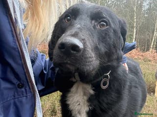 Mixed Breed dogs Sisco - Norwich Norfolk - Advert 1