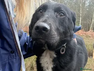 Mixed Breed dogs Sisco - Norwich Norfolk - Advert 5