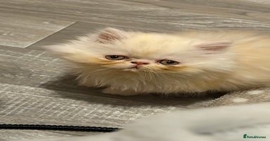 Persian cats Luxury Persian Kittens -  - Advert 9