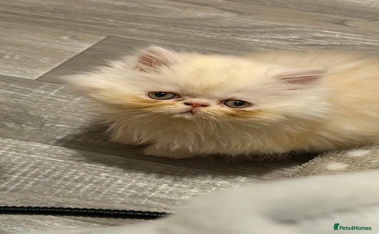 Persian cats Luxury Persian Kittens -  - Advert 13