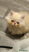 Persian cats Luxury Persian Kittens - - Advert 9