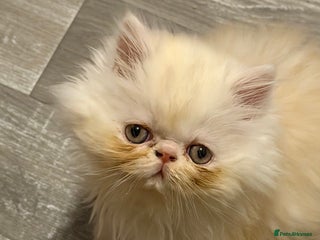 Persian cats Luxury Persian Kittens - - Advert 16