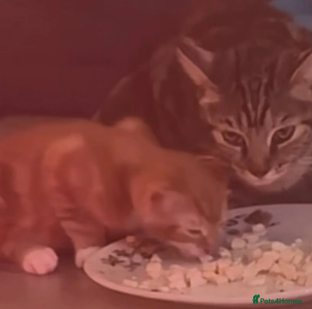 Domestic Shorthair cats for sale: Two domestic short hair ginger kittens  in Pontefract - Advert 2