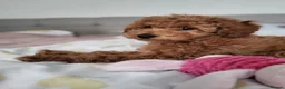 Toy Poodle dogs for sale: Adorable TOY POODLE pups - Advert 3