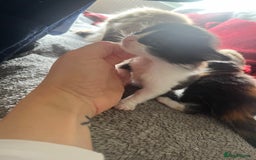 Mixed Breed cats for sale: Last two boys left! - Image 9
