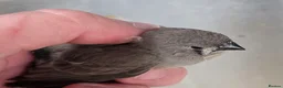 Finches birds for sale: ZEBRA FINCHES FOR SALE  - Advert 1