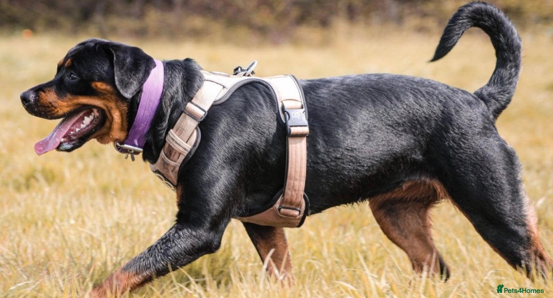 Rottweiler dogs for sale: 9 beautiful Rottweiler puppies for sale  - Advert 20