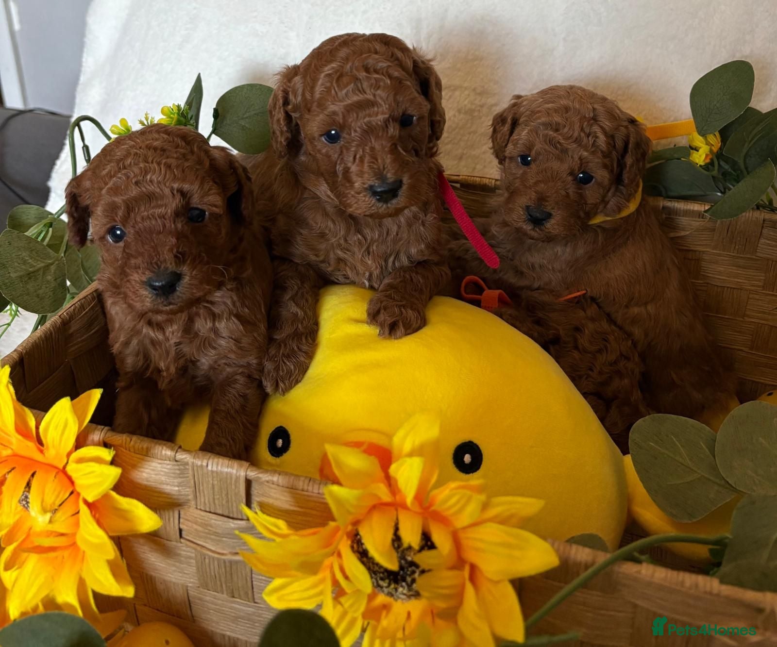 Cavapoo dogs Beautiful  F1B Cavapoo Puppies - Advert 7