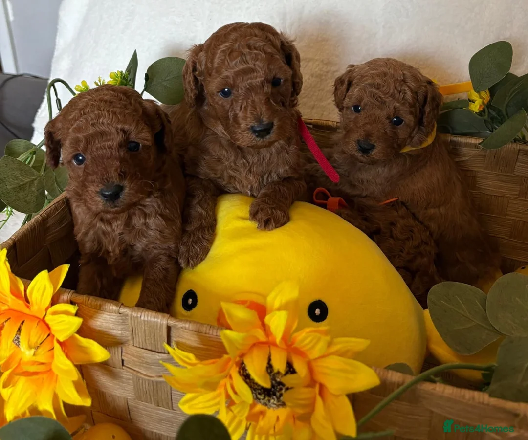 Cavapoo dogs for sale: Beautiful  F1B Cavapoo Puppies - Advert 1