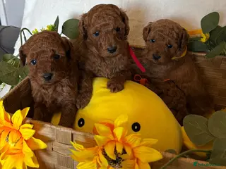 Cavapoo dogs Beautiful F1B Cavapoo Puppies - Advert 1