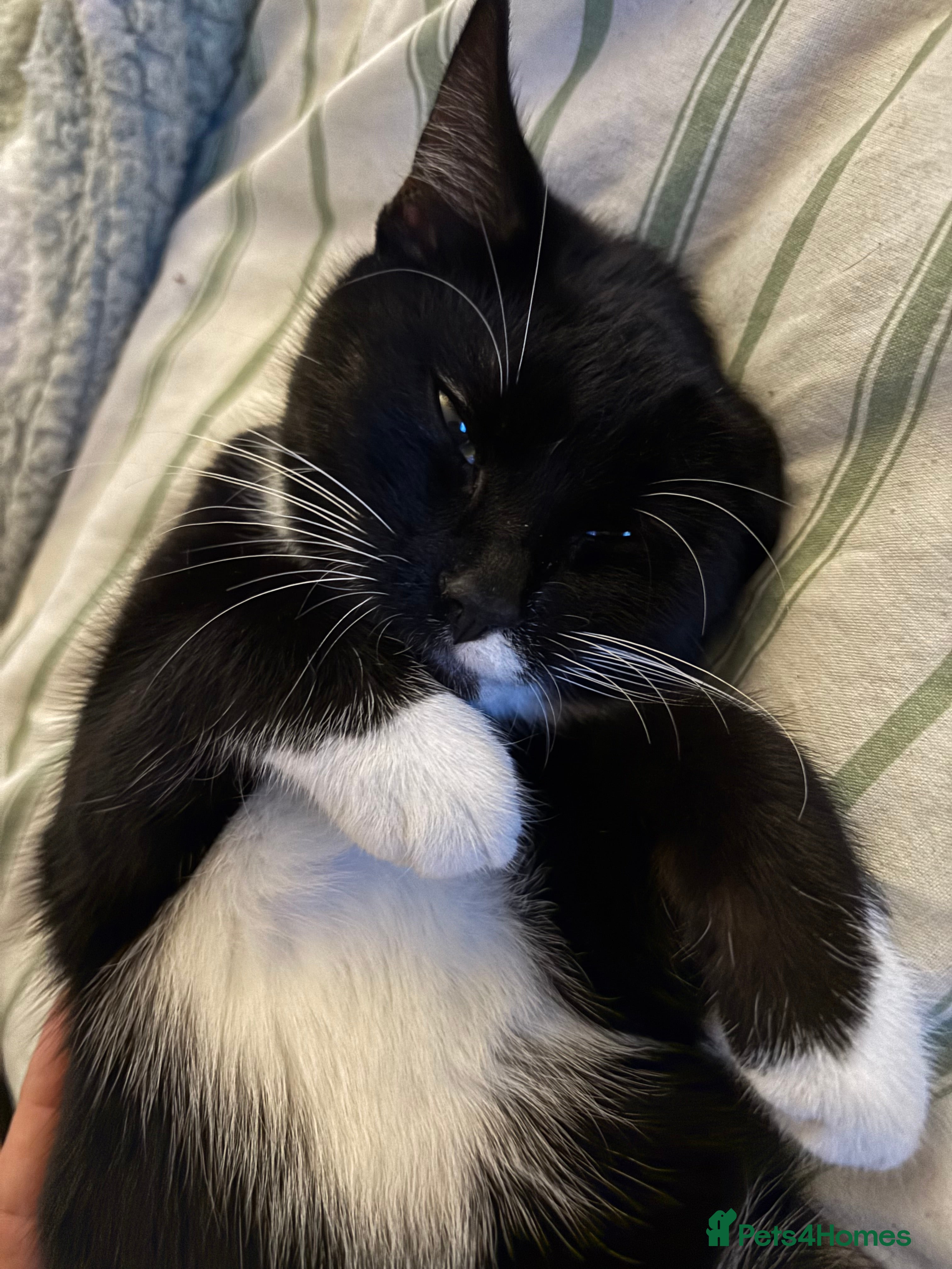 Mixed Breed cats Storm - Advert 4