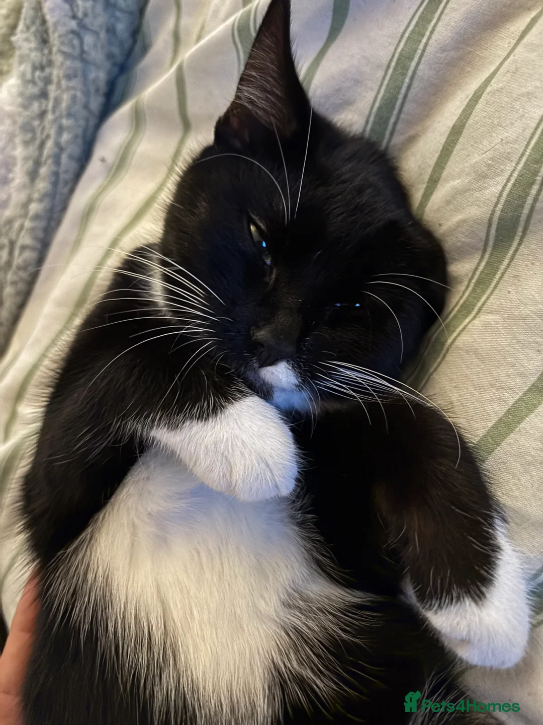 Mixed Breed cats for sale: Storm - Advert 1