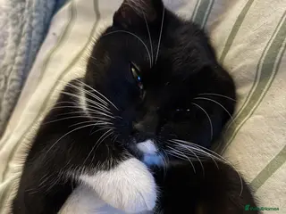 Mixed Breed cats Storm - Advert 4