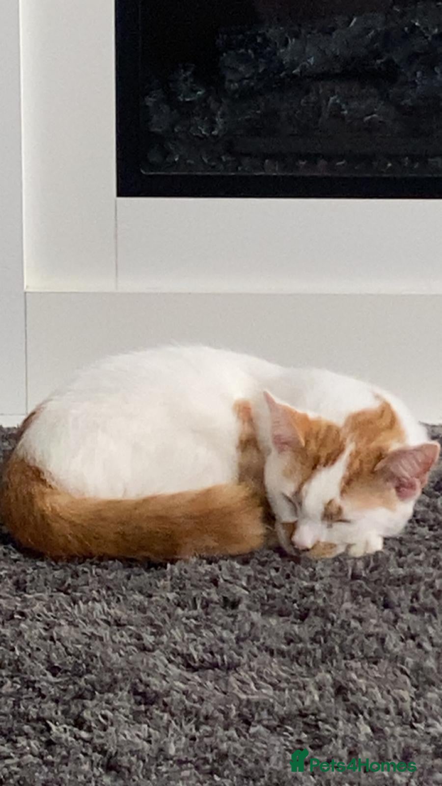 Mixed Breed cats White and ginger male  - Advert 4