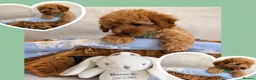 Maltipoo dogs for sale: 💖BEAUTIFUL LICENSED-BRED MALTIPOO💖 in Virginia Water - Advert 11