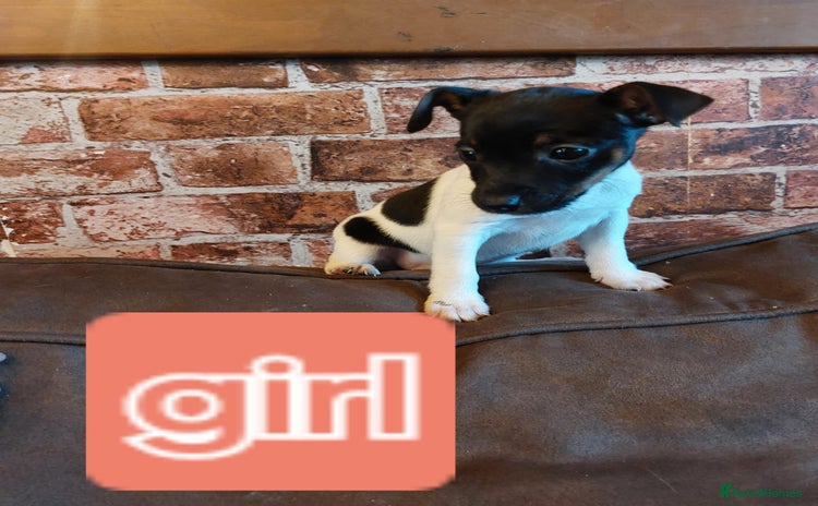 Jack Russell dogs - Advert 3