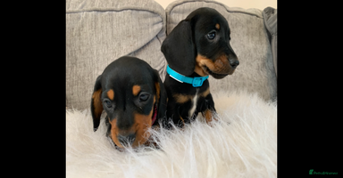 Miniature Dachshund dogs - Advert 1