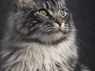 Maine Coon cats Stunning Maine coon studs available - Advert 11