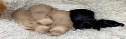 Miniature Dachshund dogs for sale: KC Longhaired Cream Miniature Dachshund Puppies - Advert 12