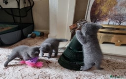 British Shorthair cats for sale: Gorgeous BSH kittens  - Image 14