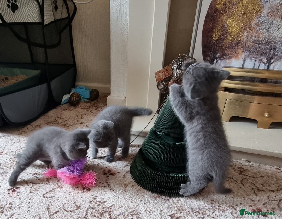 British Shorthair cats for sale: Gorgeous BSH kittens  - Image 14
