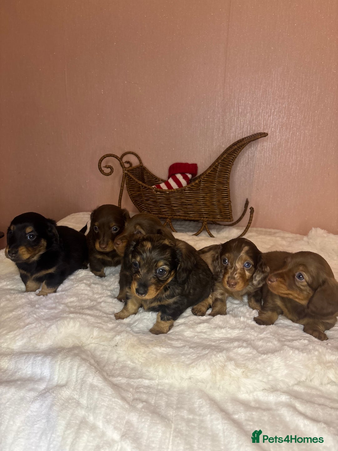Miniature Dachshund dogs for sale: Champion Longhaired Miniature Dachshund Puppies - Advert 11