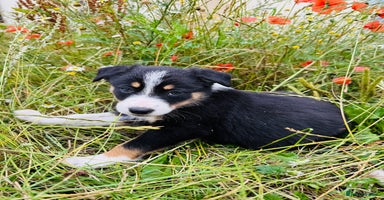 Border Collie dogs - Advert 2
