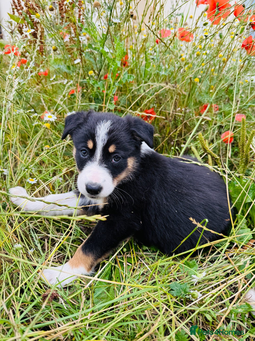 Border Collie dogs for sale: Gorgeous Tri colour border collie puppies  - Image 3