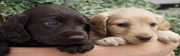 Cocker Spaniel dogs for sale:  Cocker spaniel puppies for sale  - Advert 21