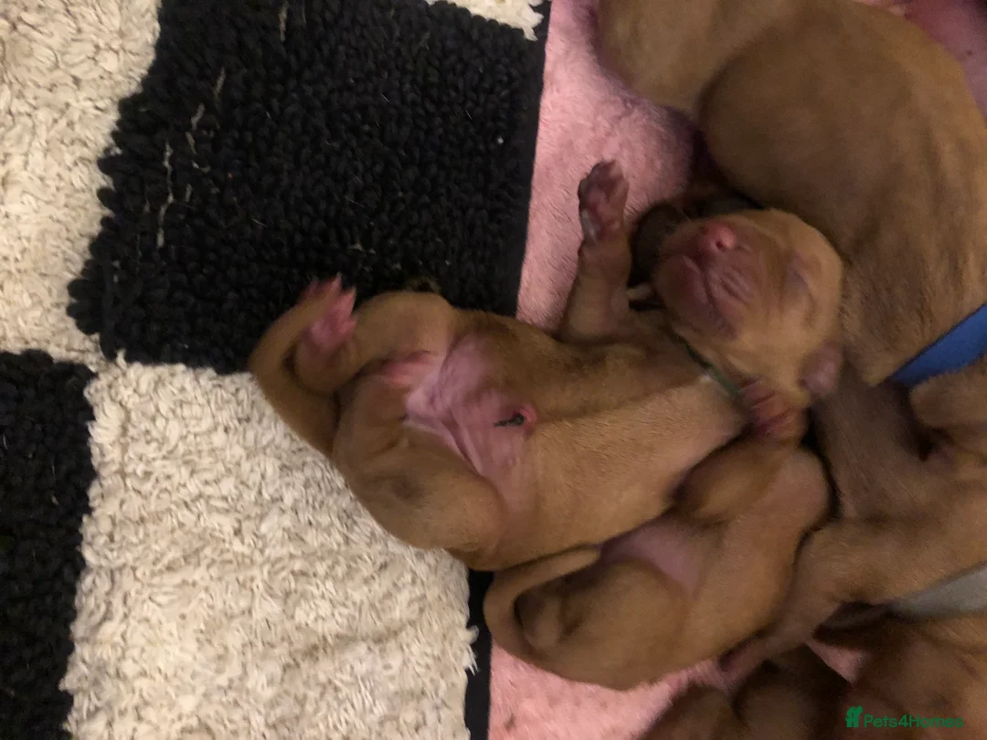 Hungarian Vizsla dogs for sale: Beautiful Hungarian Vizsla Puppies - Advert 5