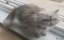 Persian cats for sale: Pure Persian 11 month old girl available now - Image 2