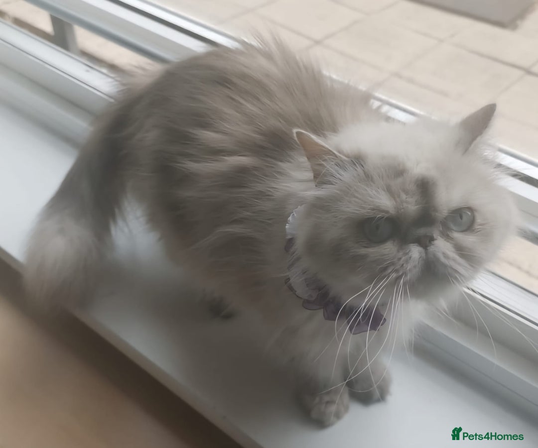 Persian cats for sale: Pure Persian 11 month old girl available now - Image 2