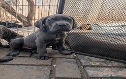 Cane Corso dogs for sale: Cane corso puppies.. - Image 4
