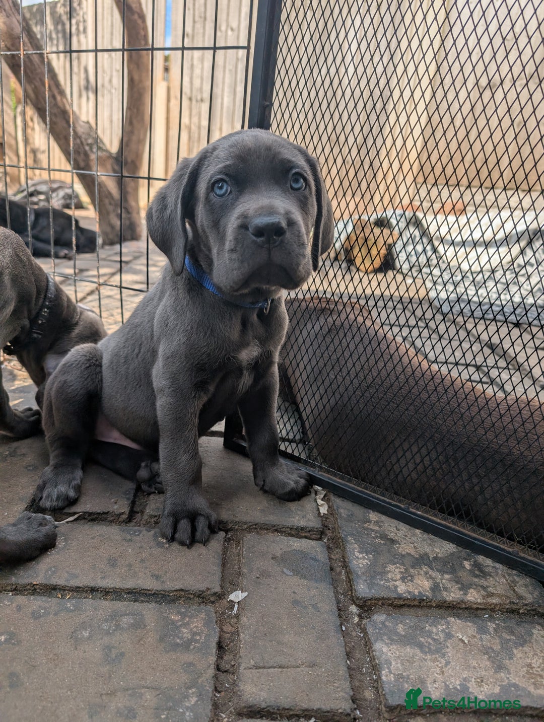 Cane Corso dogs for sale: Cane corso puppies.. - Image 4